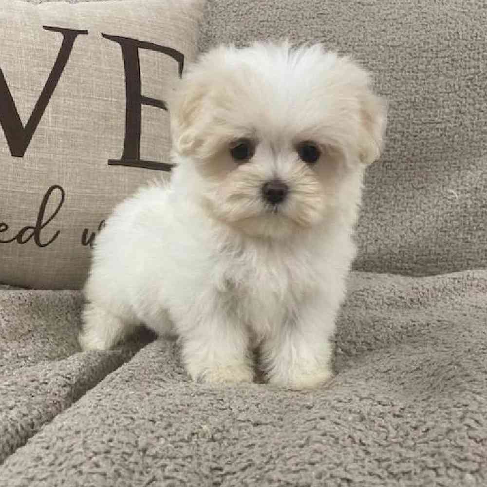Image of a pet breed in the gallery