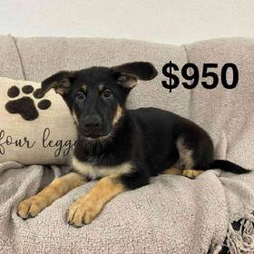 German Shepherd