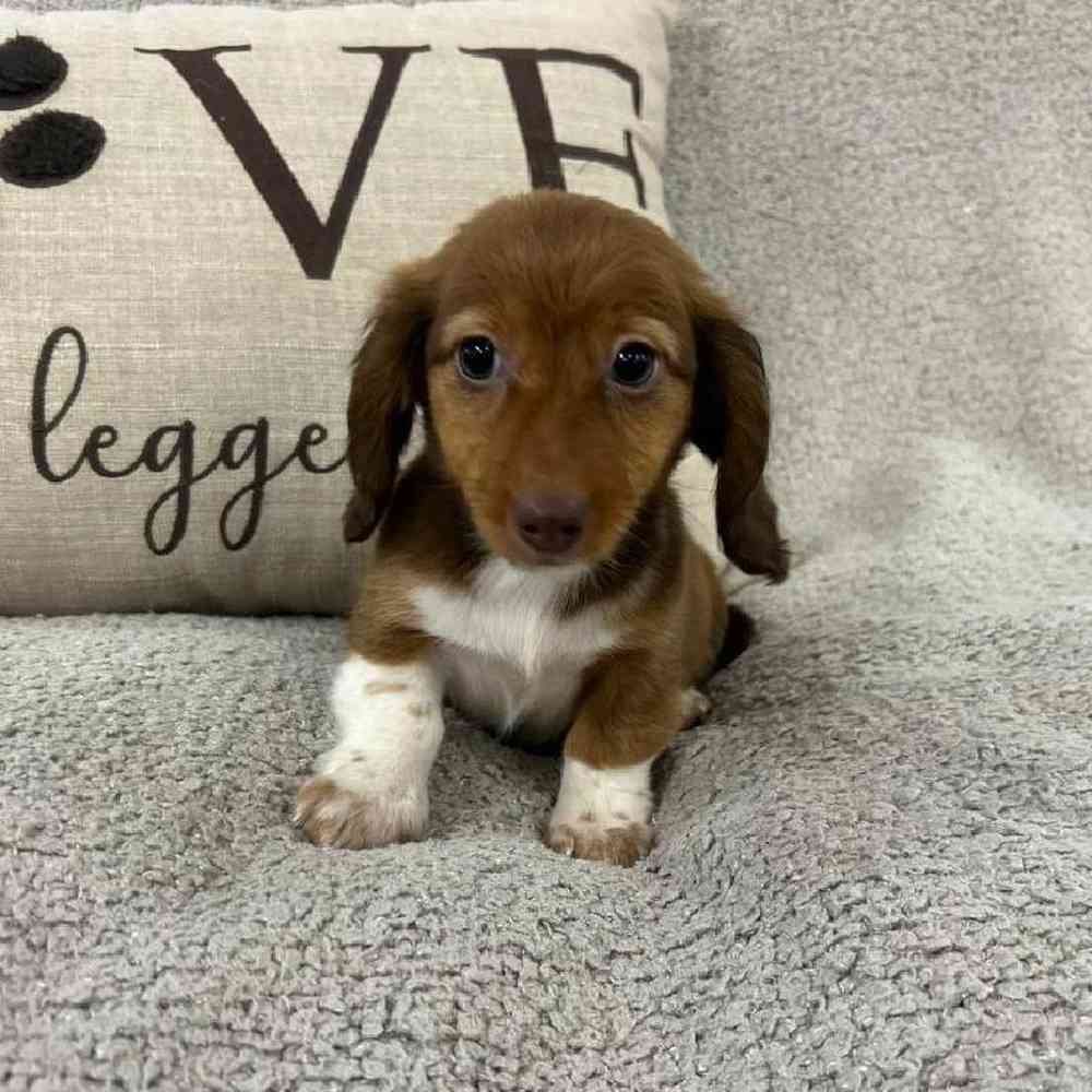 Image of a pet breed in the gallery