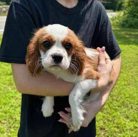 Cavalier King Charles Spaniel