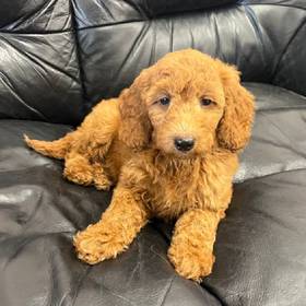 Mini Goldendoodle