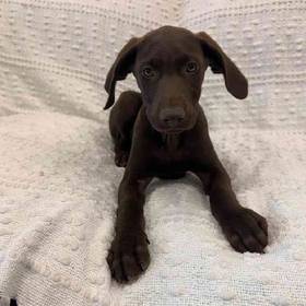 German Shorthaired Pointer