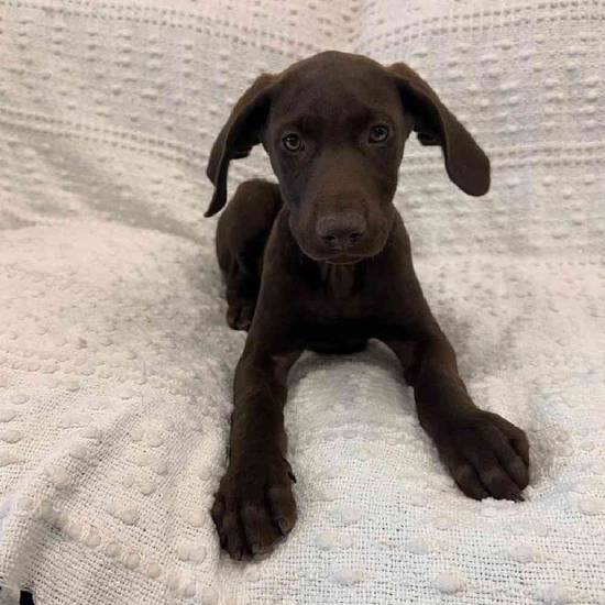 German Shorthaired Pointer