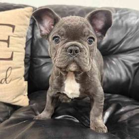 French Bulldog