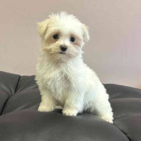 Maltese