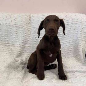 German Shorthaired Pointer