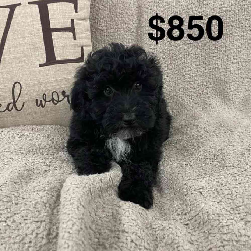 Image of a pet breed in the gallery
