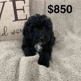 Aussiedoodle