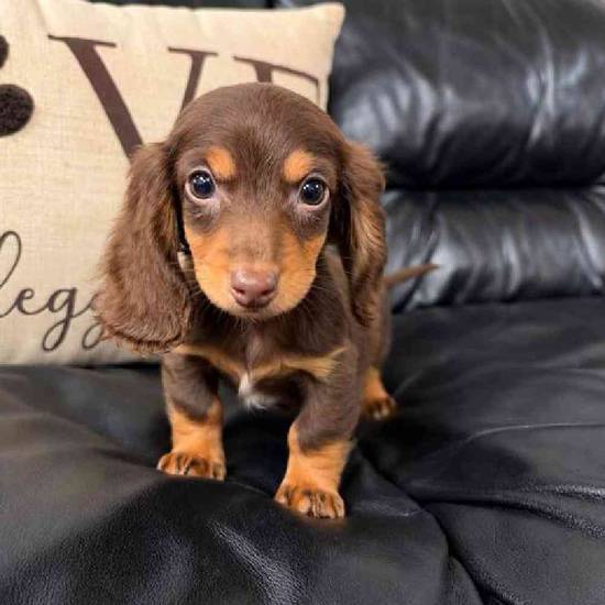 Dachshund