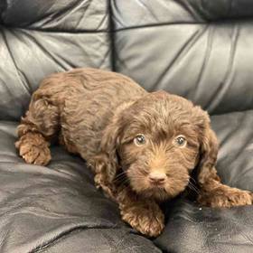Mini Labradoodle