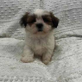 Lhasa Apso