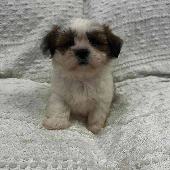 Lhasa Apso