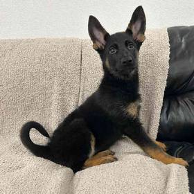 German Shepherd