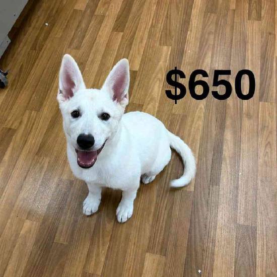 German Shepherd Mix
