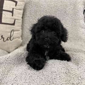 Mini Poodle