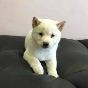Shiba Inu