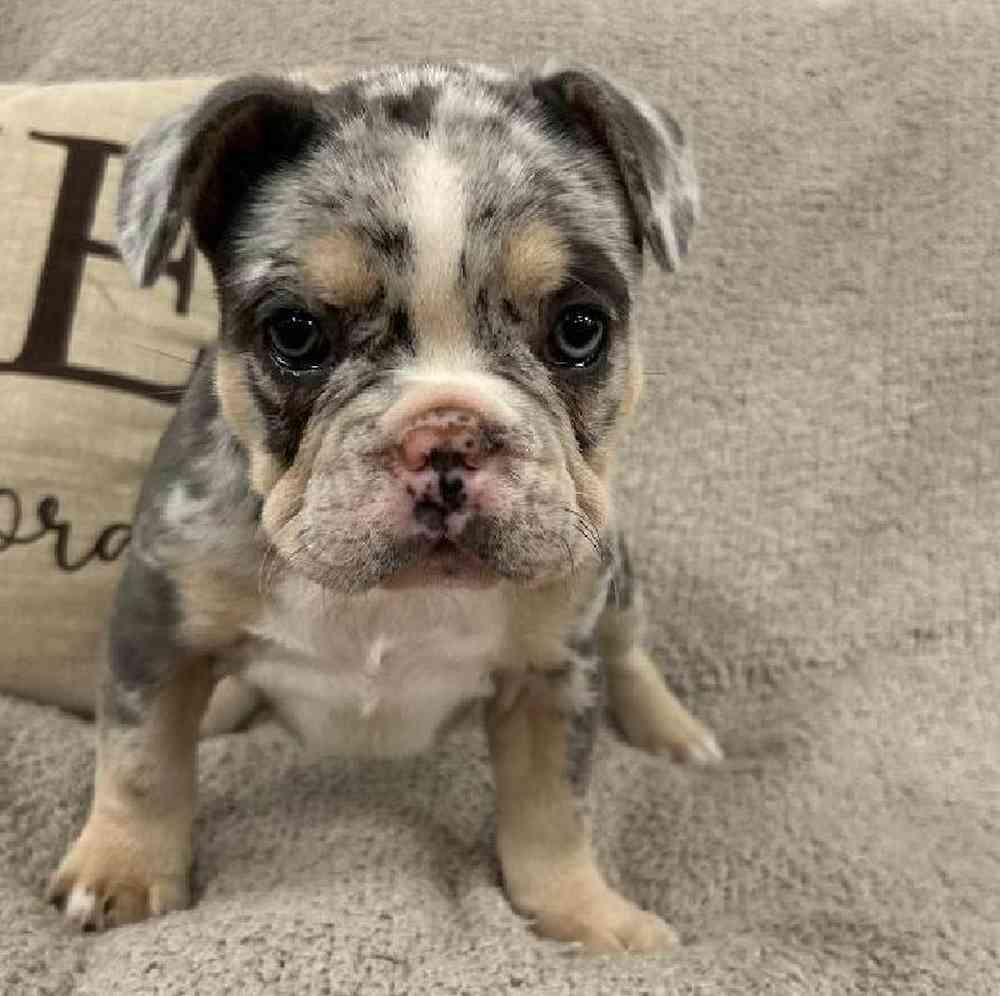 carousel pet images