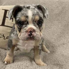 French Bulldog