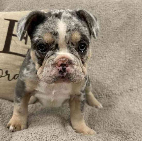 French Bulldog