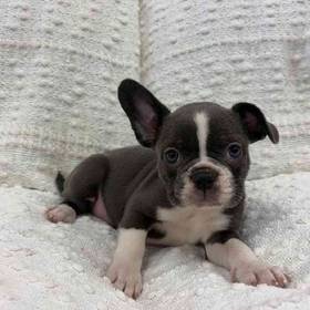 Frenchton