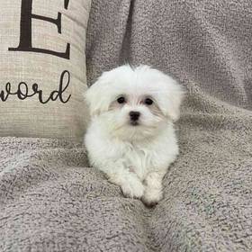 Maltese