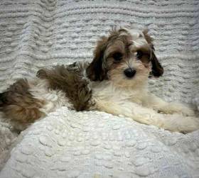 Cavachon