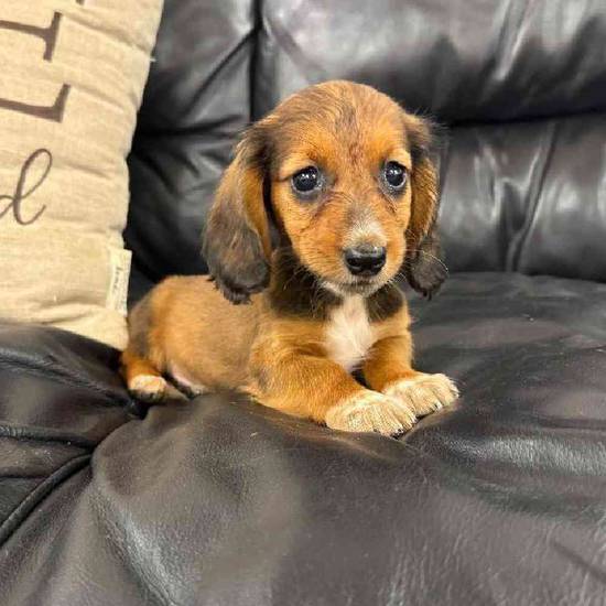 Dachshund