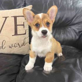 Pembroke Welsh Corgi