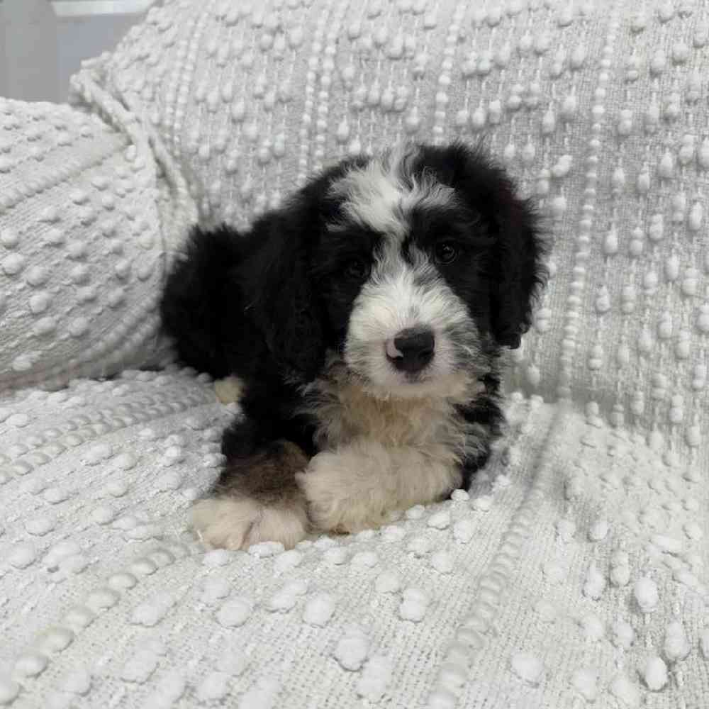 carousel pet images
