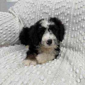 Mini Bernedoodle