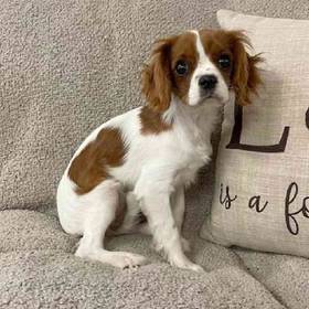 Cavalier King Charles Spaniel