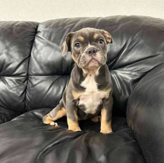 Bulldog Mix