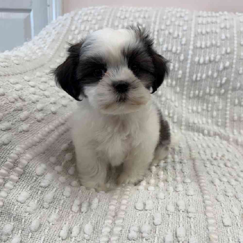 carousel pet images