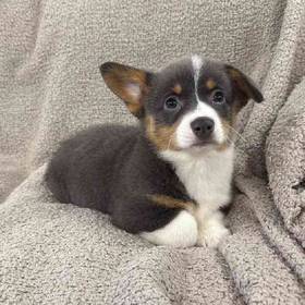 Pembroke Welsh Corgi