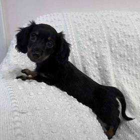 Dachshund