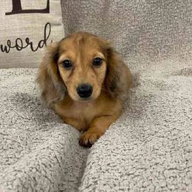 Dachshund