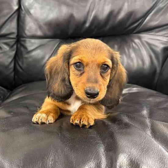 Dachshund