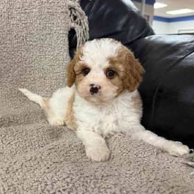 Cavapoo