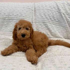 Mini Goldendoodle
