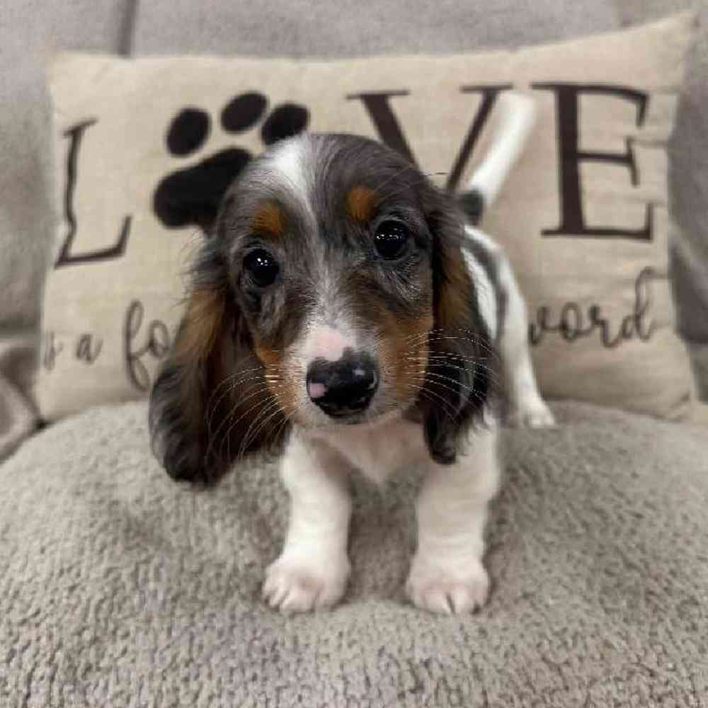carousel pet images