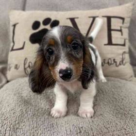 Dachshund