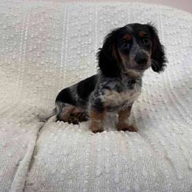 Dachshund