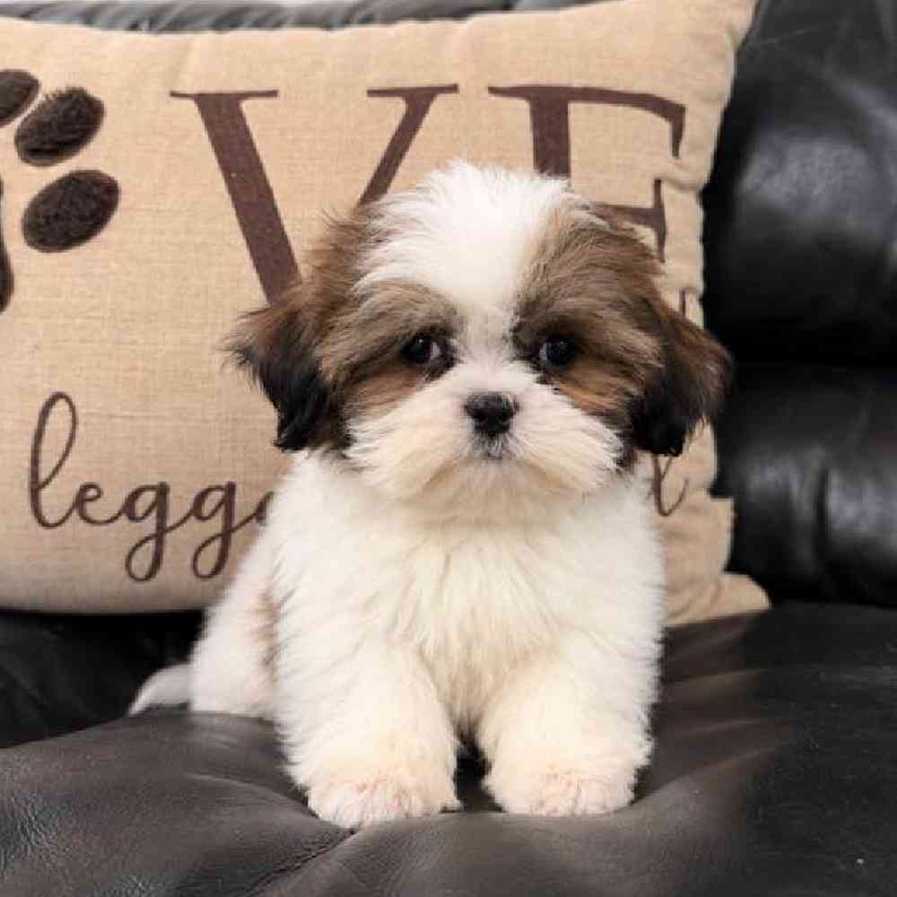 Image of a pet breed in the gallery