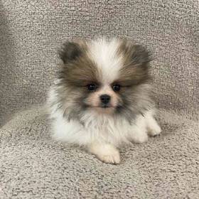 Pomeranian