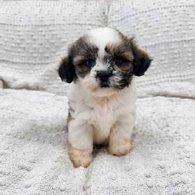 Lhasa Apso