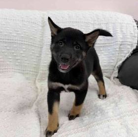 Shiba Inu