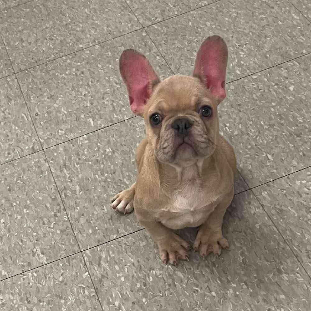 French Bulldog Puppy for sale The Perfect Puppy Plainville MA