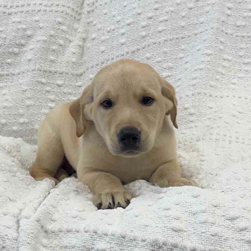 Image of a pet breed in the gallery