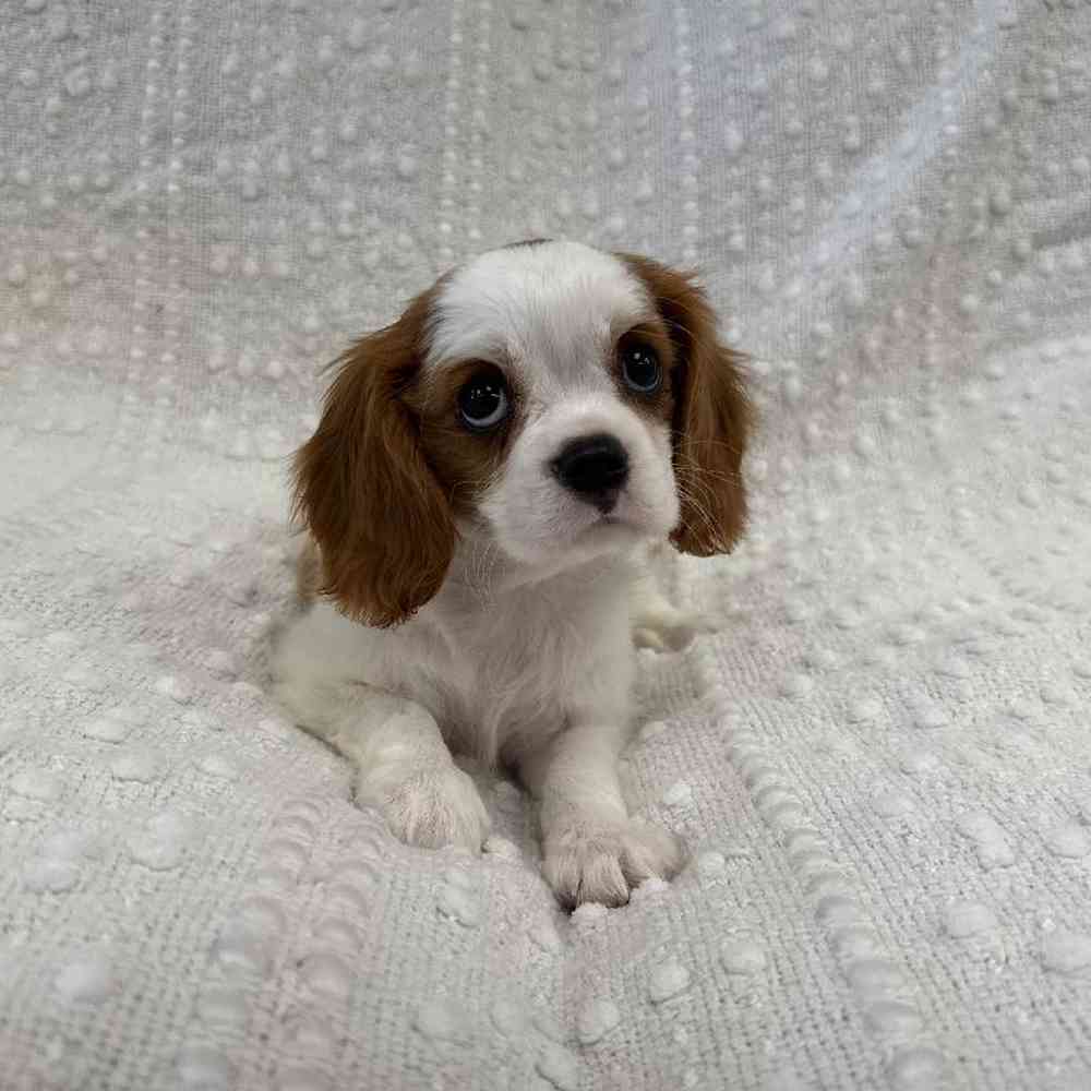 Image of a pet breed in the gallery
