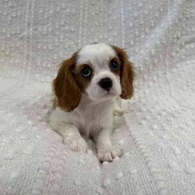 Cavalier King Charles Spaniel